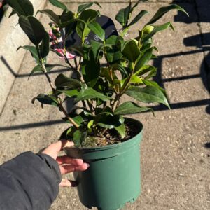Camelia grande