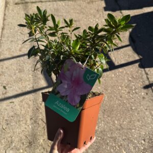 Azalea pequeña