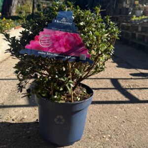 Azalea grande
