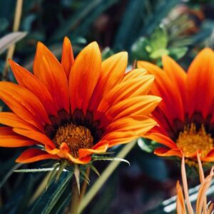 Gazania
