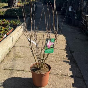 Magnolia caduca