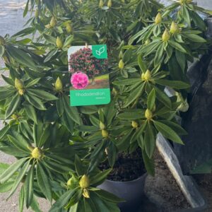 Rododendro grande