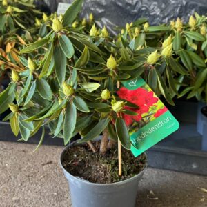 Rododendro pequeño