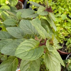 Menta chocolate