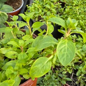 Menta poleo