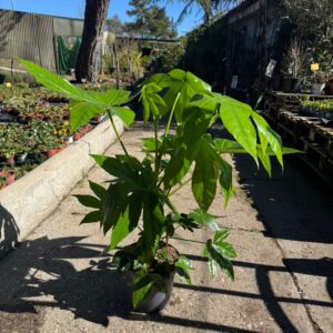 Aralia