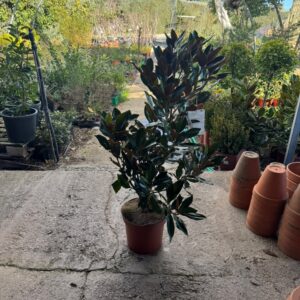 Magnolio