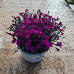 Clavel tarrina