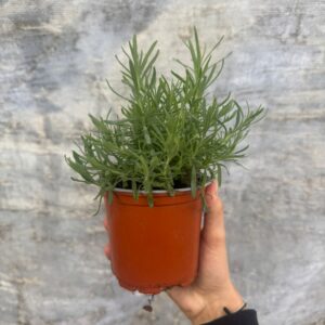 Lavanda pequeña