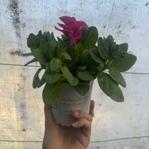 Petunia