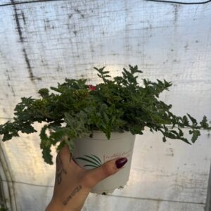Verbena