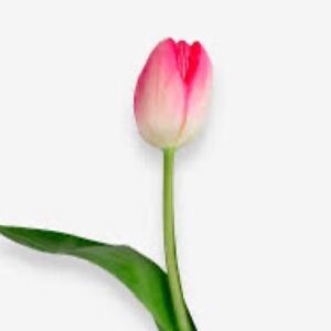 Tulipán