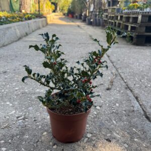 Acebo pequeño