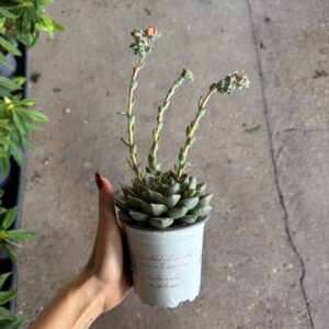 Suculenta