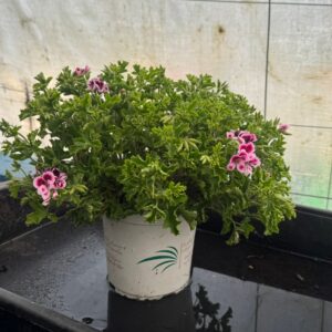Pelargonio