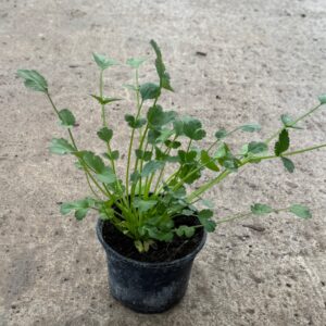 Cilantro