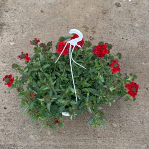 Verbena gancho pequeña