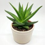 Aloe vera pequeña