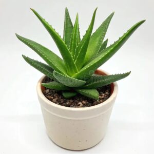 Aloe vera pequeña
