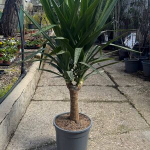 Yucca