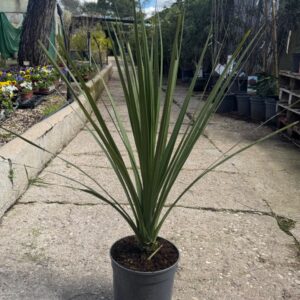 Dracena