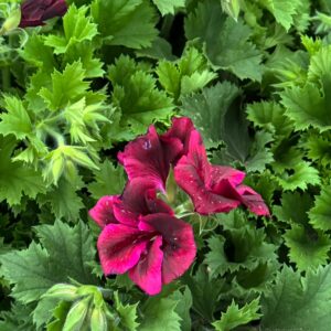 Pelargonio F